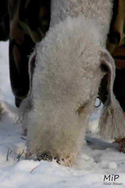 2010-12-03 Svet Snow (6).jpg